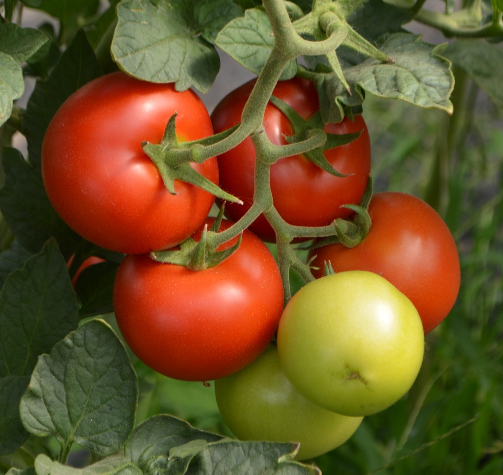 La Soupe De Tomate Au C Leri Ferme Pulverm Hle