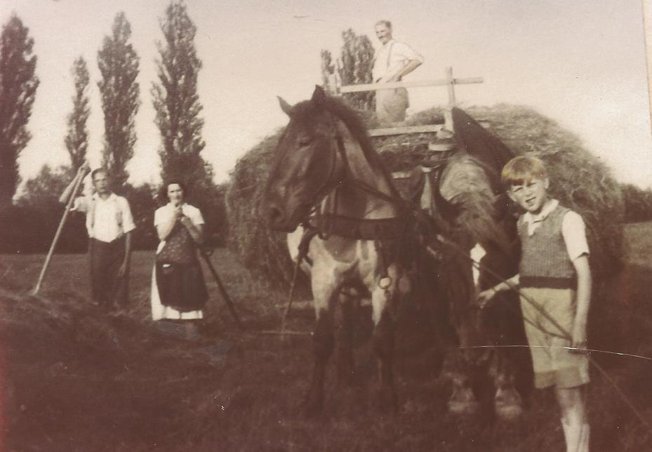 Récolte de foin dans les prés humides du bord du Rhin années 1925-1930