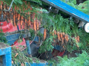 L'arrachage des carottes