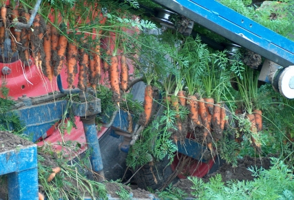 L’arrachage des carottes