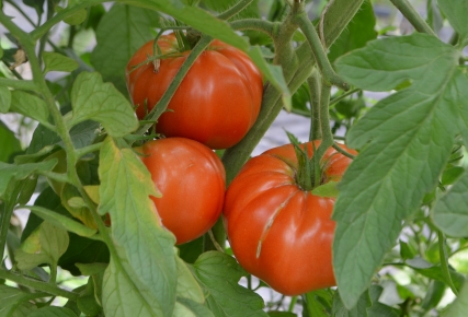 La tomate « chaire »