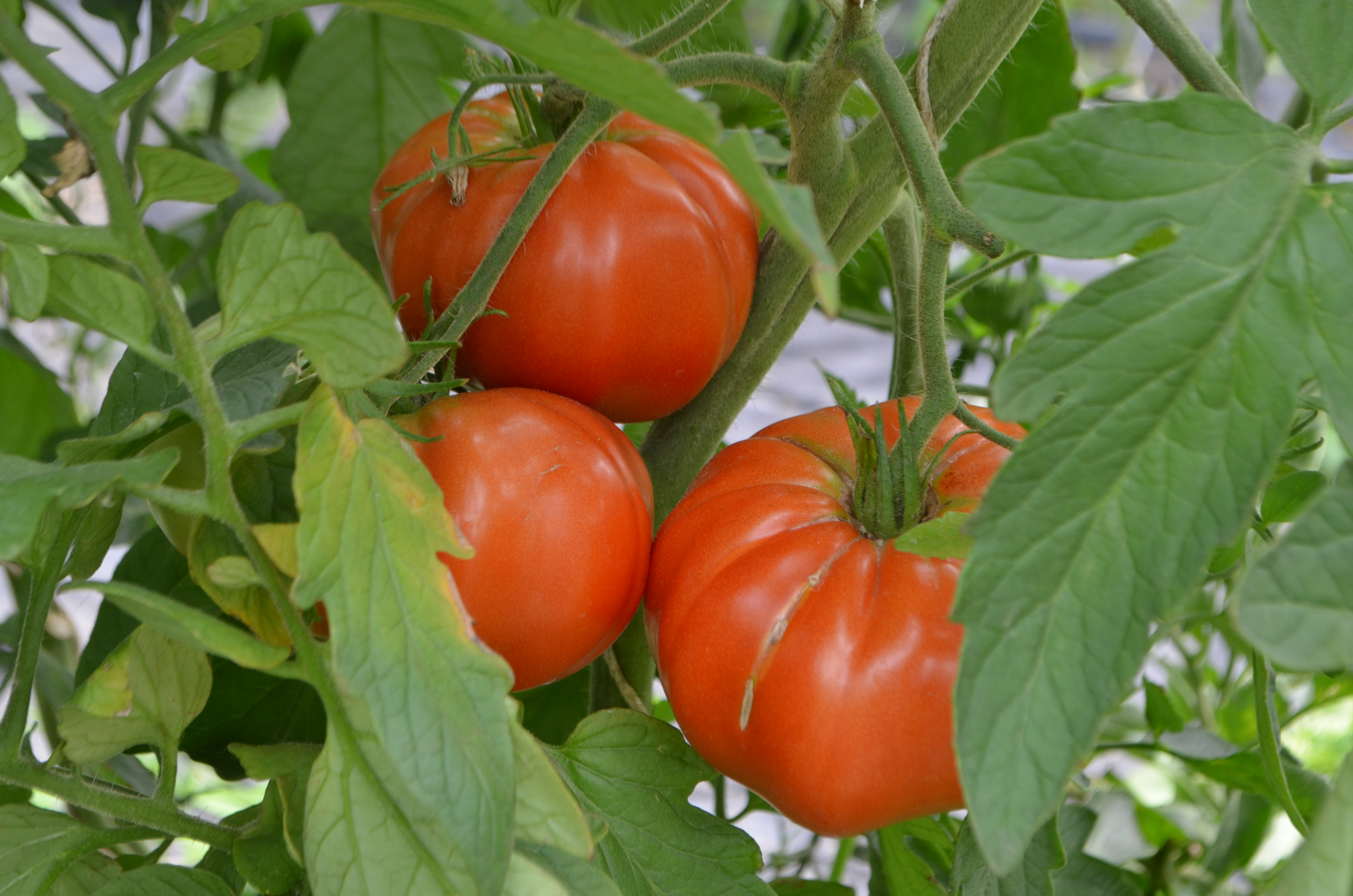 La tomate « chaire »