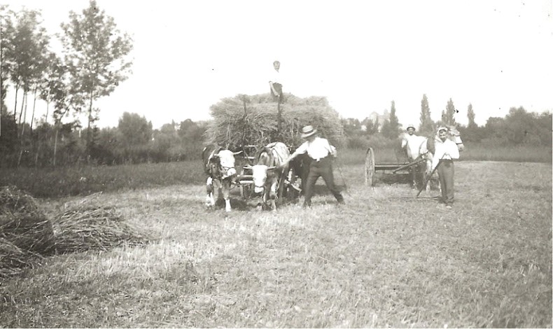 Récolte de foin dans les prés humides du bord du rhin années 1925-1930